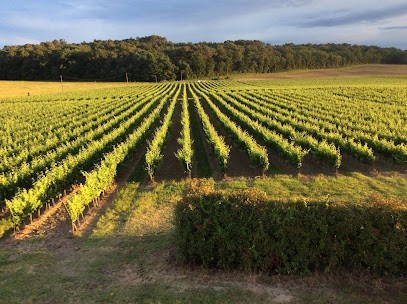 Château Marchand Bellevue - Vignobles Alain Dufourg, Vignoble à Targon