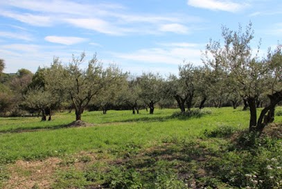 Entre Cave Et Oliviers, Vignoble à Saint-Clément-de-Rivière