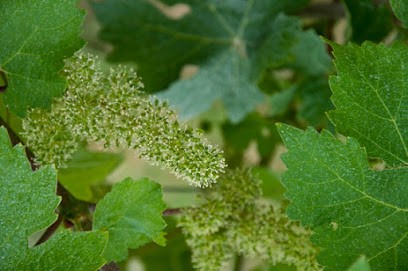 Chateau Haut De Lerm - Vignobles Gonthier, Vignoble à Saint-Martin-de-Lerm