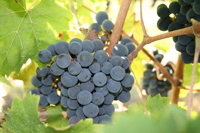 Duval Voisin SCEA, Vignoble à Benais