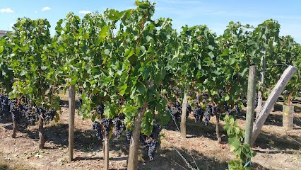 Vignobles Coureau (Earl), Vignoble à Saint-Sulpice-de-Faleyrens
