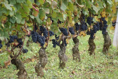 Confuron Christian, Vignoble à Vougeot
