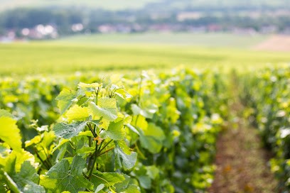 CHAMPAGNE MOYAT-JAURY GUILBAUD, Vignoble à Polisot