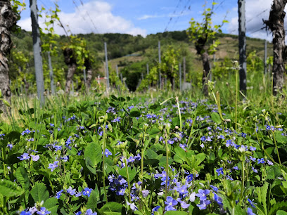 Anaïs Fanti Vignoble à Ammerschwihr