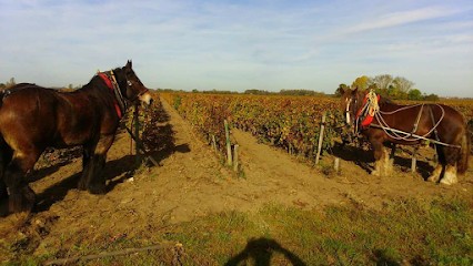 Clos Grange-Vieille, Vignoble à Saint-Christoly-Médoc