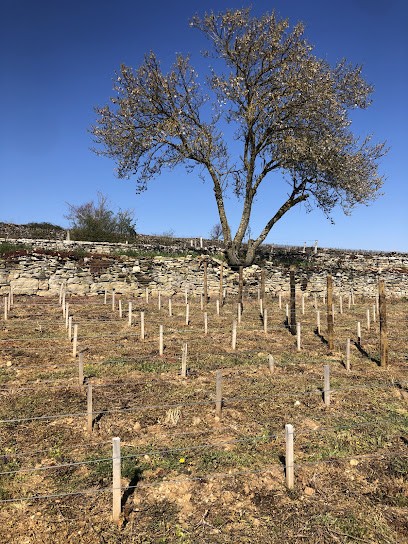 Château de Masse, Vignoble à Corcelles-les-Arts