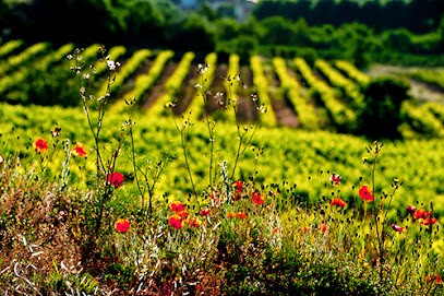 Clos Bagatelle, Vignoble à Saint-Chinian