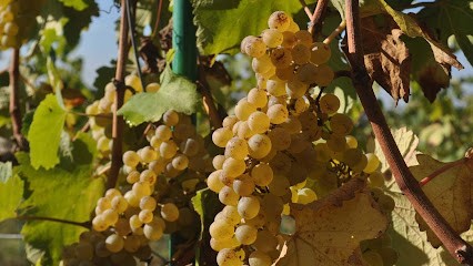 CHÂTEAU PIERRE BISE (EARL), Vignoble à Beaulieu-sur-Layon