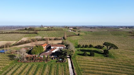 Château Du Pin, Château Le Pin D'Ambert (SCEA Vignoble Constans), Vignoble à Saint-Martial
