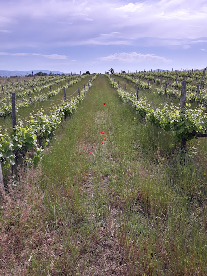 Domaine Aurélien Viricel Vignoble à Saint-Joseph