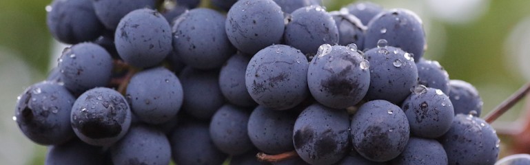 Domaine du Grand Ormeau, Vignoble à Néac