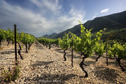 AOP Terrasses Du Larzac, Vignoble à Saint-André-de-Sangonis
