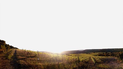 Domaine La Rune, Vignoble à Talairan