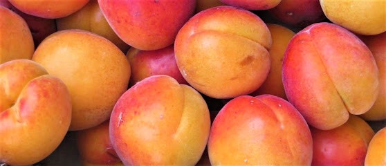 Michelas Jean-Pierre, Vignoble à Tournon-sur-Rhône