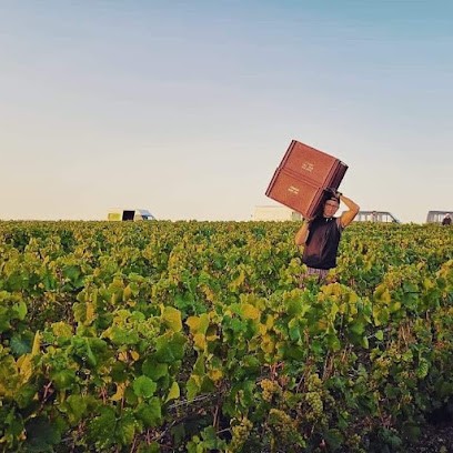 Champagne Genet Michel, Vignoble à Chouilly