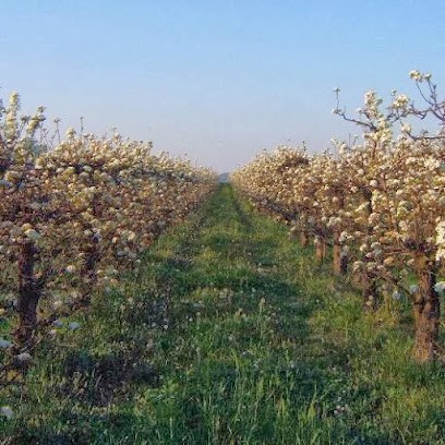 JL OGIER, Vignoble à Seyssuel
