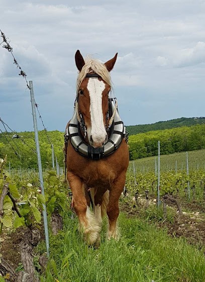 LE VENT DES JOURS, Vignoble à Villesèque