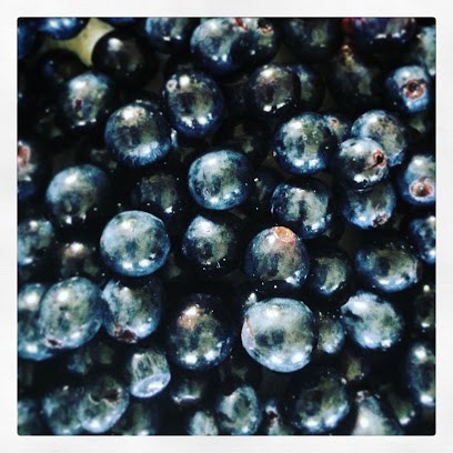 Mourguettes, Vignoble à Uchaux