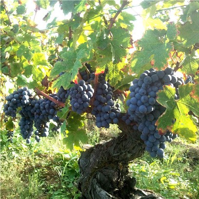 Domaine Salisquet, Vignoble à Vianne