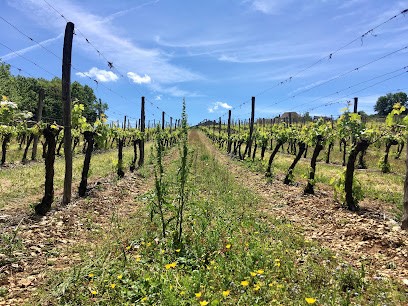 Vignerons de Branceilles 1001 pierres, Vignoble à Branceilles