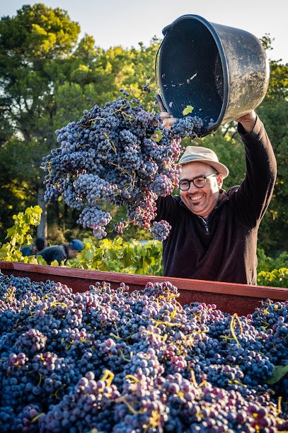 Domaine La Perdrière (anciennement Domaine Chamfort), Vignoble à Sablet