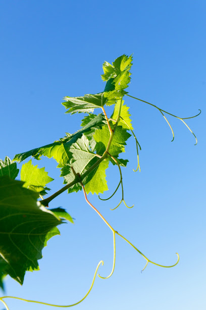 Filrouge, Vignoble à Saint-Julien-de-Jonzy