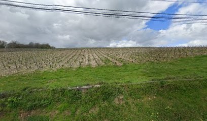Langlois Chateau, Vignoble à Sainte-Gemme-en-Sancerrois