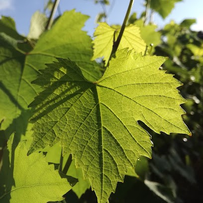 Domaine Marc COLIN Et Fils, Vignoble à Saint-Aubin