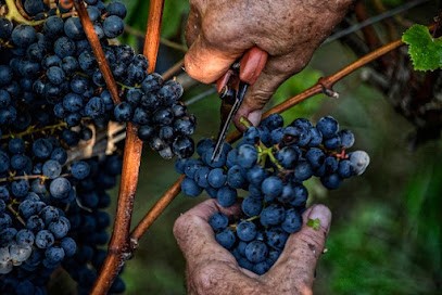 Domaine mont d'Oraàs - Visite, dégustation et vente uniquement sur RDV, Vignoble à Oraàs