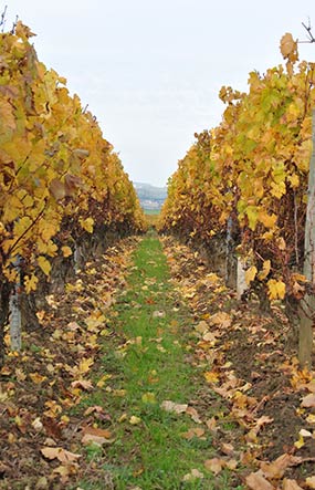 Caveau Le Chai Duchet Vignoble à Viré