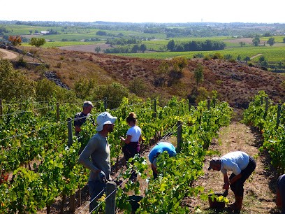 Domaine Eric Morgat, Vignoble à Savennières