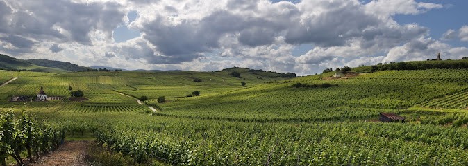 Domaine Siebert, Vignoble à Wolxheim