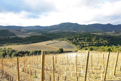 Domaine Cottebrune, Vignoble à Cabrerolles