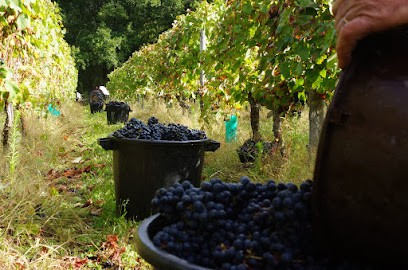 Maison Henriette Dubourdieu, Vignoble à Lelin-Lapujolle