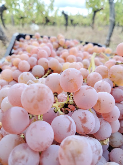 Vin Bio Et Produits Fermentés Vignoble à Saint-Pierre-de-Bat