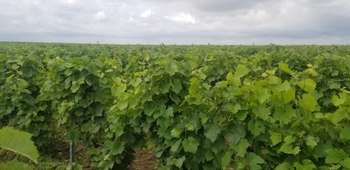 SCEV DE VENESMES, Vignoble à Venesmes