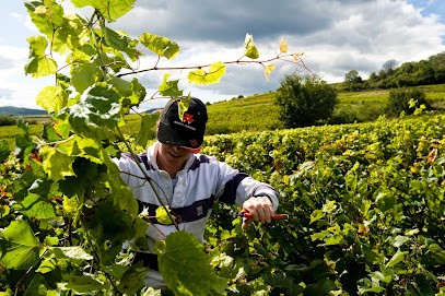 Domaine Anne Et Thierry Duréault, Vignoble à Saint-Martin-sous-Montaigu
