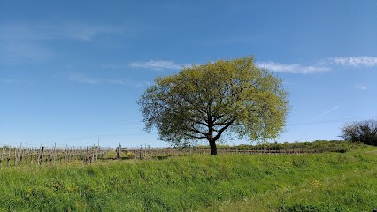 Château Frédignac, Vignoble à Saint-Martin-Lacaussade