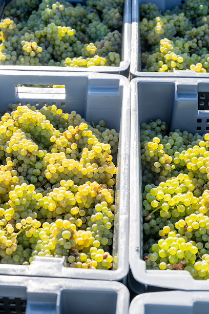 Domaine Des Brumes Vignoble à Val-du-Layon