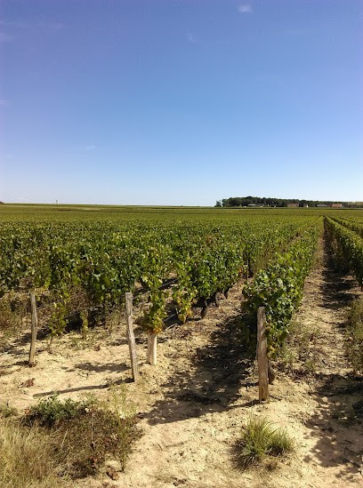 Truet Lionel, Vignoble à Saint-Ouen-les-Vignes