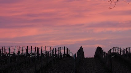 Les Chemins de Bassac, Vignoble à Puimisson
