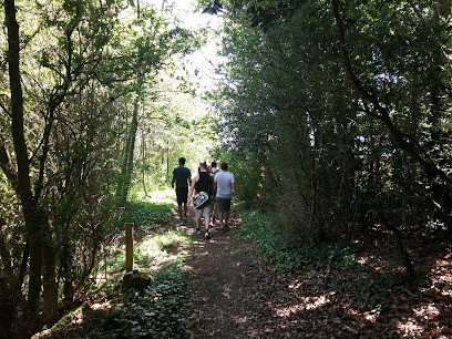 Pollet Daniel, Vignoble à Theizé