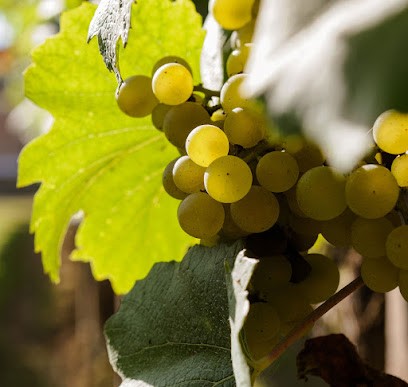 Champagne Arrois, Vignoble à Vinay
