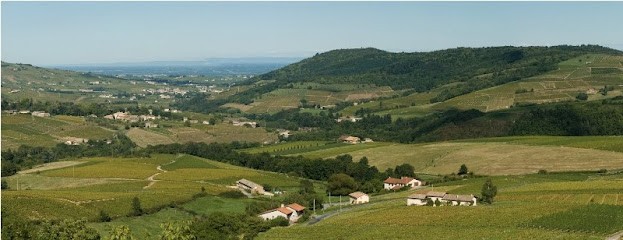 Domaine Le Bourlay, Vignoble à Vauxrenard