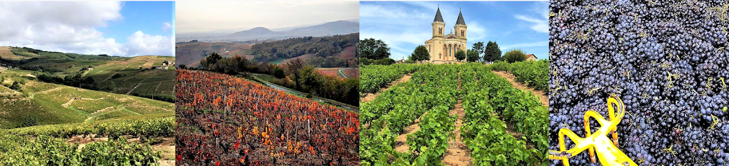 Les 3 Familles Vignoble à Chiroubles